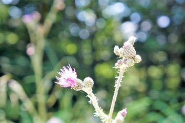 Blume Blüte Pflanze