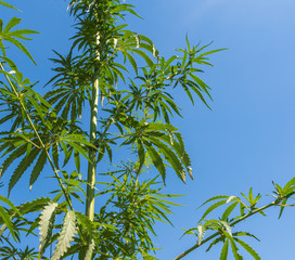 Plants of meadows and fields - hemp, cannabis, marijuana