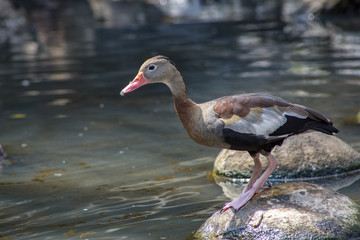 duck on water