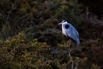 DSC193