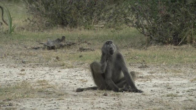 relaxed baboon sitting on the ground, foraging and eating