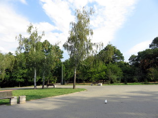 Fototapeta na wymiar park in the summer, birch trees, benches and dove on the track