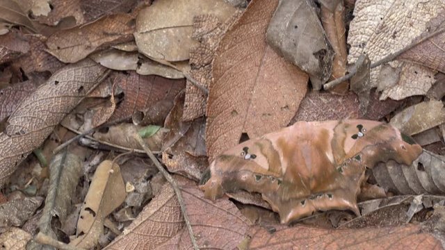 A giant silk moth (Titaea tamerlan) at rest camouflaged in leaf litter in the Ecuadorian Amazon