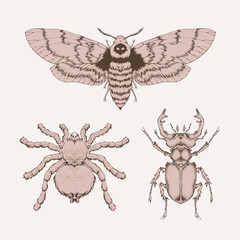 Vector set of hand drawn insects. Different insects in realistic style: spider tarantula, stag beetle and dead head moth.
