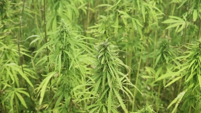 Cannabis heads close up.
