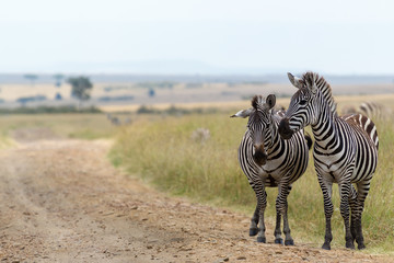 Fototapeta na wymiar two zebras by the side of dirt road in Africa