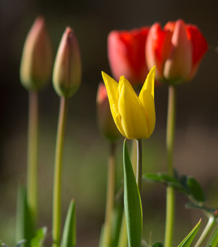 Tulips of Cappadocia - Devrent Valley