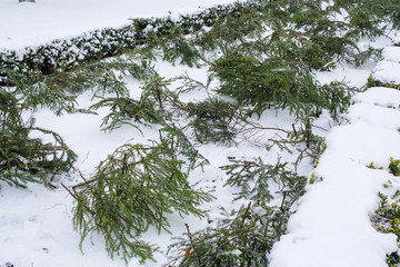 Rose garden in the park in winter. The flowerbed is covered with fir legs and snow. Shelter for the...