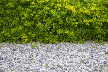 Ground pebbles with trees in the park.