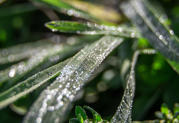 Dew on fresh green grass. top view