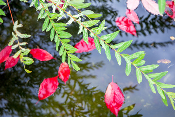 colorful autumn leaves reflecting in the water