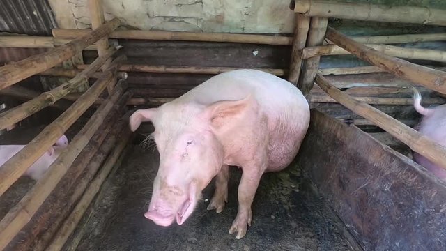 An Adult pregnant farm sow from southeast asia