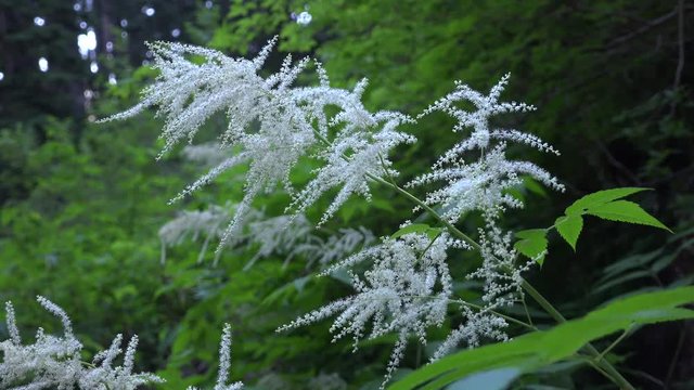 Short 4K Video of delicate flower blossoms blowing in the wind in the Central Cascade Mountains near Annette Lake