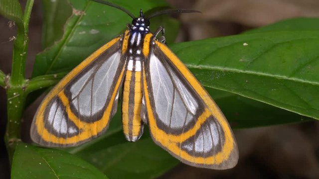 This moth is mimicking the wing pattern of certain Ithomiid butterflies which are toxic. The moth thus gains protection from potential predators. An example of Batesian mimicry. In rainforest, Ecuador