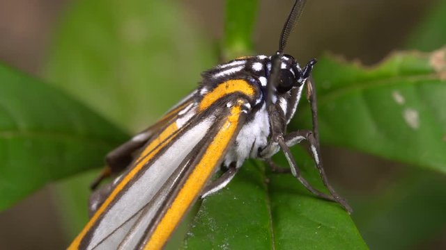 This moth is mimicking the wing pattern of certain Ithomiid butterflies which are toxic. The moth thus gains protection from potential predators. An example of Batesian mimicry. In rainforest, Ecuador