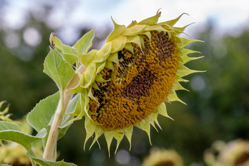 Blütenstand einer Sonnenblume (Helianthus annuus)
