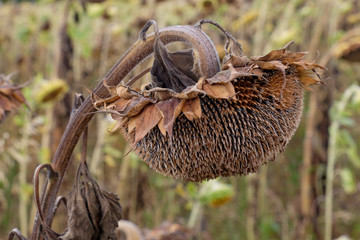 Trockene Sonnenblume mit Sonnenblumenkernen