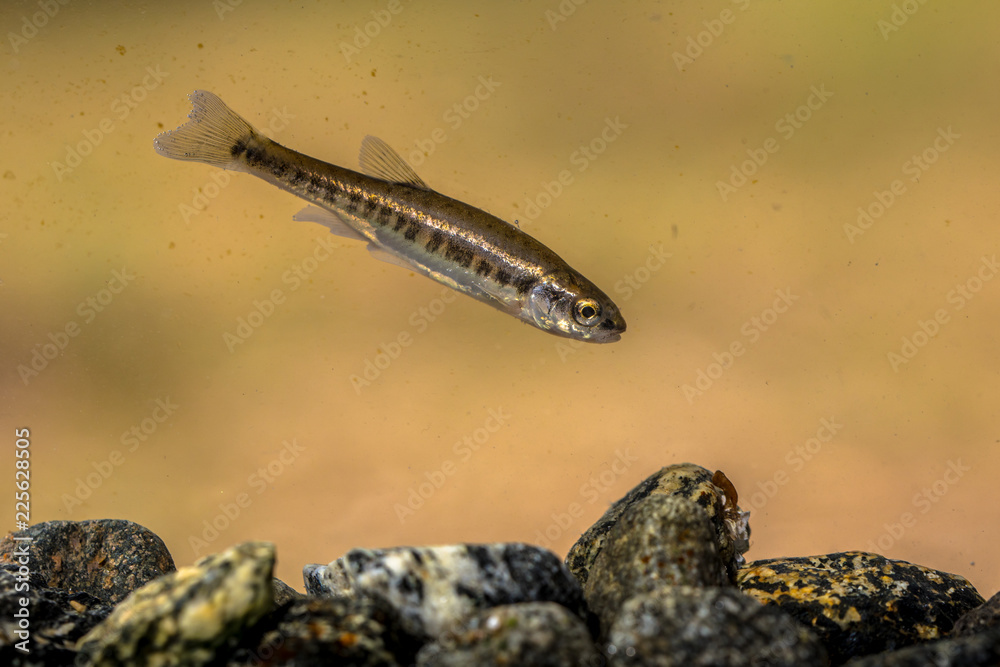 Canvas Prints eurasian minnow swimming in rocky creek