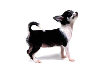 見上げる子犬