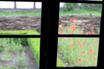 garden seen through a window