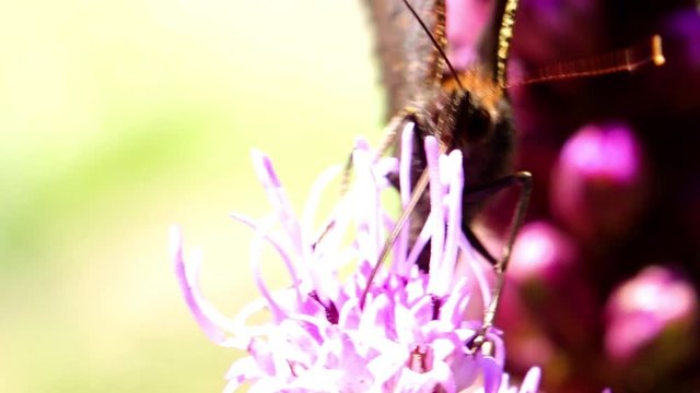 Peacock butterfly feeding on a gayfeather kobold flower. A butterfly Aglais io suck from a bloom of Liatris spicata in the garden, macro view.