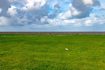 Green grass in front of the ocean under blue sky 
