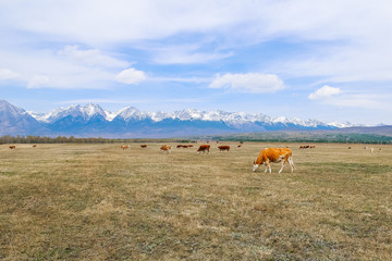 Red cow grazing in a field against the backdrop of the mountains, a herd of cows