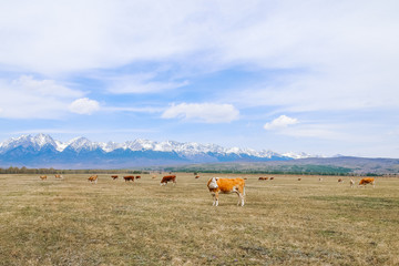 Red cow in a field on a background of mountains, herd of cows