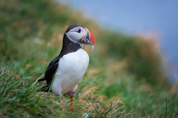 Cute Atlantic Puffin - ratercula arctica in Borgarfjordur eystri ,Iceland.