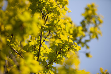  yellow oak leaves in spring