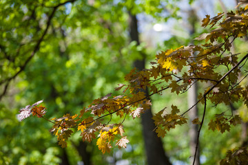   yellow maple leaves in spring