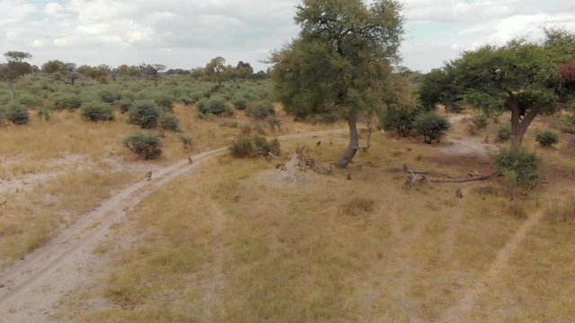 4K aerial shot, descent onto a troop of baboons in the bushes