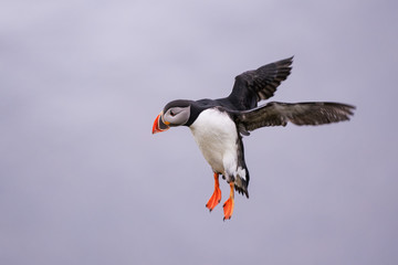 Cute Atlantic Puffin - ratercula arctica in Borgarfjordur eystri ,Iceland.