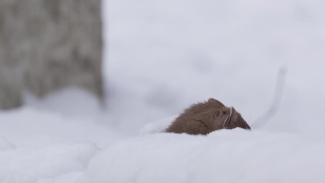 stoat in winter