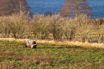 danish cow