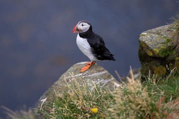 Cute Atlantic Puffin - ratercula arctica in Borgarfjordur eystri ,Iceland.