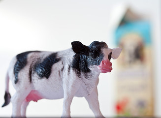 Miniature cow