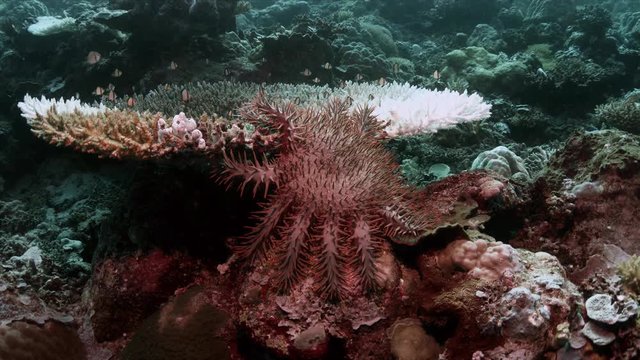 Crown of Thorns Starfish. When a coral reef dies 4k Footage