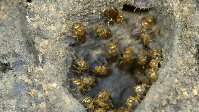 Slow motion of entrance to a meliponine bee nest. Bees enter and leave hole, others are repairing the funnel edge.  On the raised soil mound of a leaf cutter ant nest. In tropical rainforest, Ecuador