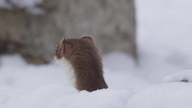stoat in winter