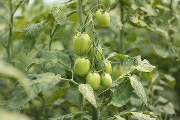 Organic tomatoes in greenhouse growing young 2