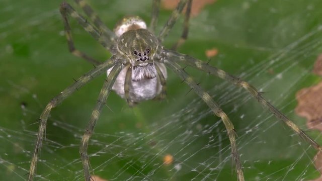 Spider in a web constructed on the surface of a leaf in the rainforest understory in Ecuador. It is guarding an egg sac.