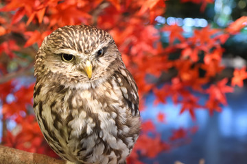 フクロウ