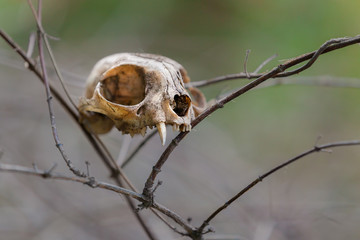 Cat Skull With Large Fang and a Heart Shaped Nose