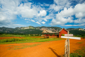 Vinales, Cuba. Tobacco farming