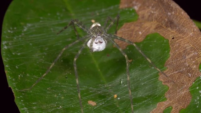 Spider in a web constructed on the surface of a leaf in the rainforest understory in Ecuador. It is guarding an egg sac.