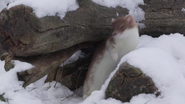 stoat in winter