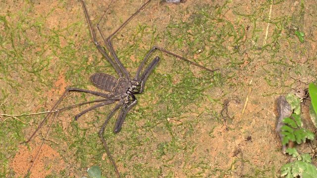 Tailless whip-scorpion (Amblypygid) on the wall of a crevice in tropical rainforest,  Ecuador