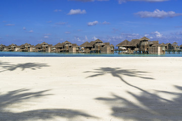 リゾートアイランドのヤシの木