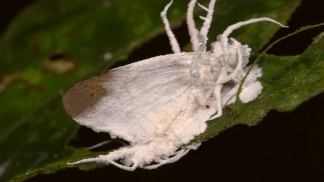 Cordyceps fungus parasitizing a moth. A parasitic fungus which infects and kills insects. Alters the behaviour of its host ensuring it will die in a high place, so the spores spread easily. 
